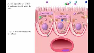 Digestive system part 2 Process Absorption Carbohydrate Protein and Fat in Intestine [upl. by Elocaj153]