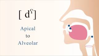 dˤ  voiced unaspirated pharyngealized apical alveolar stop [upl. by Aivatnahs616]