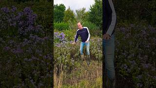 Michaelmas daisies astererigeron foraging herbs gardening permaculture adventure explore [upl. by Lluj]