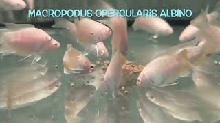 Macropodus opercularis ALBINO [upl. by Kurman]