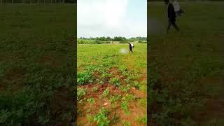 telugu farming village nature youtubeshorts viralvideo trending [upl. by Eikcid]