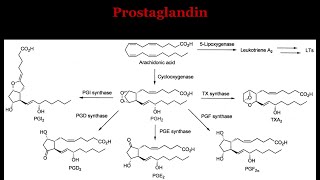 Prostaglandin [upl. by Lilah]