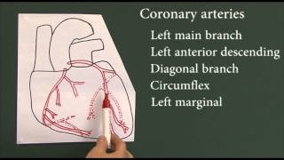 Heart disease 9 Coronary arteries [upl. by Anayad]