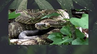 A la recherche du mystérieux serpent Documentaire nature sudaméricain [upl. by Hgeilhsa]