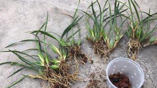 04052022 Repotting the Maxillaria tenuifolia腋唇兰（椰子兰）的分株上盆与种植的详细要领 [upl. by Bywoods]