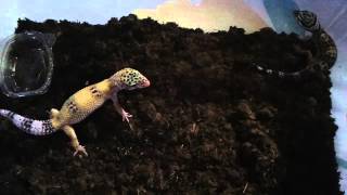 Leopard Gecko scream [upl. by Immij]