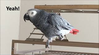 Clear Talking Parrot Macy the African Grey [upl. by Bish]