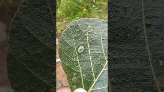 Slug caterpillar moths family limacodidae shorts [upl. by Dorette]