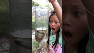 Survival Skills New Fish TRAPPING with bottle survival bushcraft camping useful [upl. by Cherrita]