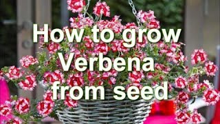 How to Grow Verbena from Seed Verbena plants for growing in pots  Alexas Garden [upl. by Mildred]