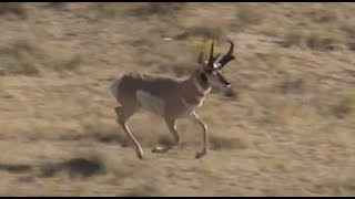 Antelope Hunting in Wyoming [upl. by Gnourt]