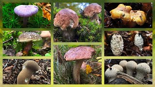 10 Speisepilze die JETZT zu finden sind🍄😍 Pilze sammeln im Oktober 2024 [upl. by Calandra]