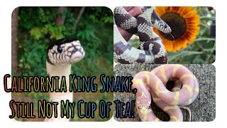 Docile Beautiful California King Snake Pet that Im Still Fearful Of  Reptile Cute Pets Bonding [upl. by Ramiah546]