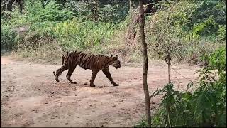 contact📞 for Ranthambhore national Park Tiger safari ganesh temple 91 9680509294 [upl. by Wakerly]