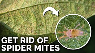 Super Simple Spider Mite Control and Prevention [upl. by Tenom]