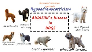 Addisons disease in Dogs  Canine Addisons Disease   Causes  Diagnosis  Treatment [upl. by Nnayecats]