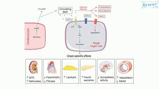 brain natriuretic peptide [upl. by Annahsirhc]