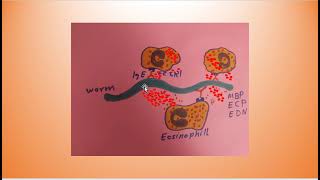 Eosinophils؛ Immune Responses in Health and Disease [upl. by Erdnoed]