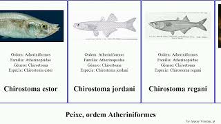 Peixe ordem Atheriniformes melanotaenia chirostoma fish neon regia parva arge presbyter promelas [upl. by Warren]