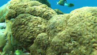 Bali Nusa Penida snorkeling [upl. by Hamid]