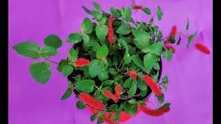 CARE OF CHENILLE PLANTACALYPHA PENDULAFIRETAIL  HOW TO GROW AND CARE CHENILLE PLANT AT HOME [upl. by Anirhtak659]