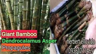 Dendrocalamus Asper Giant Bamboo Propagules for Delivery [upl. by Kari]