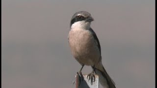 Pie griéche grise ibérique Northern Shrike iberique [upl. by Padgett215]