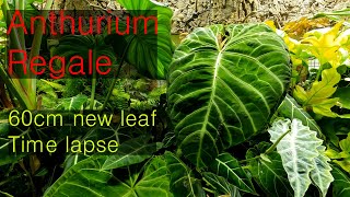 Anthurium Regale 60cm new leaf Time lapse [upl. by Posehn]