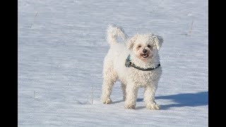 Bichon Frises Uncovered MustKnow Facts shorts dog doglover shortvideo [upl. by Odyssey]