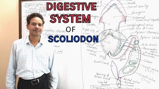 Digestive System of Scoliodon  For IASNEETGATENET and BSc [upl. by Klehm]