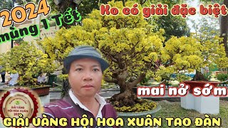 3 GIẢI VÀNG hội hoa Xuân Tao Đàn mùng 1 Tết 2024 mai vàng nở sớm hàng loạt nhiều siêu phẩm mất giải [upl. by Amabelle]