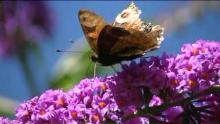 Papillon en Bretagne Vanessa atalanta Le vulcain [upl. by Aniv]