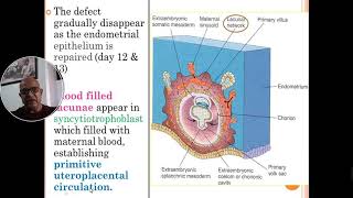 PLACENTA  A LIFE JOUNRY IN THE WOMB [upl. by Zebulon]