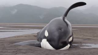 Killer Whales Beached While Hunting for Seals  Prince Rupert Adventure Tours [upl. by Reuben]