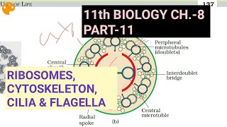 Class 11 biology Ch8 Part11Ribosomescytoskeletoncilia amp flagellaStudy with Farru [upl. by Aamsa]