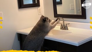 Why Does Racoon Wash His Food [upl. by Renrew]