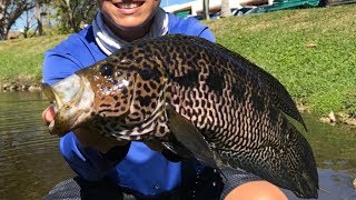 The Biggest Exotic Cichlids Youve Ever Seen [upl. by Ahseikan973]