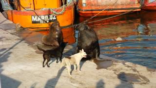 sea lions vs dogs [upl. by Ezekiel]