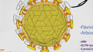 Virus Zika origen diagnóstico y tratamiento  Zika virus origin diagnosis amp treatment [upl. by Mortensen80]