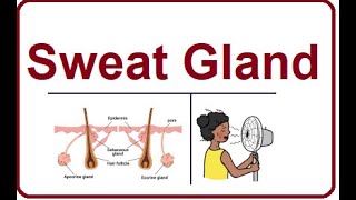 Sweat Glands  Structure and Functions  2024 [upl. by Ojadnama76]