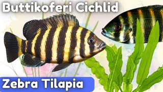 Zebra Tilapia Care for Beginners Easy and Essential Tips Tilapia Buttikoferi [upl. by Hanikehs]