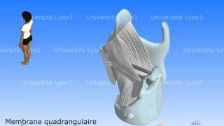 Le larynx 3  Ligaments et cordes vocales [upl. by Jayne388]