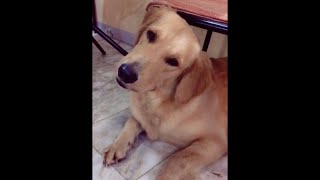 Dogs React to Different Sounds Tiktok Compilation shorts [upl. by Novia946]