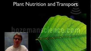 Plant Nutrition and Transport [upl. by Akered848]