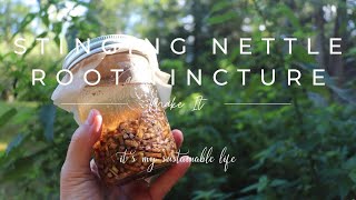 Stinging Nettle Root Tincture  How To Harvest the Root amp Make The Tincture [upl. by Arty761]