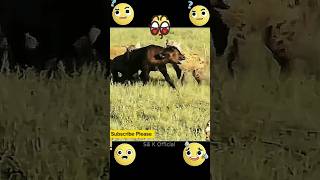 The Hyenas Hunt animals at Close Range animalplanet youtubeshorts Shorts [upl. by Araiet243]