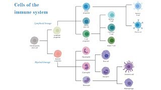 Cells of the Immune System Brittany Anderton [upl. by Attoynek451]