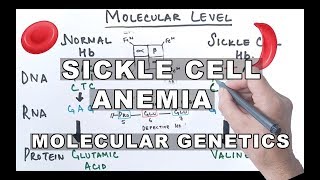 Sickle Cell Anemia  Molecular Mechanism [upl. by Huberman]