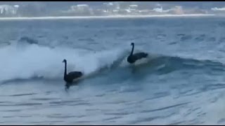 Four black swans spotted surfing in Australia Full HD Clip [upl. by Anirhtak]