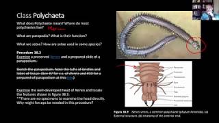 BIOL 1407 Lab 38 Annelida [upl. by Attevroc239]